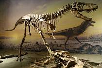 Kostra gorgosaura - Ilustrační foto