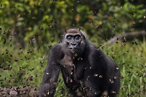Vítězem soutěže se stal Anup Shah se svou gorilou procházející se hejnem motýlů ve Středoafrické republice