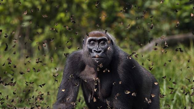 Vítězem soutěže se stal Anup Shah se svou gorilou procházející se hejnem motýlů ve Středoafrické republice