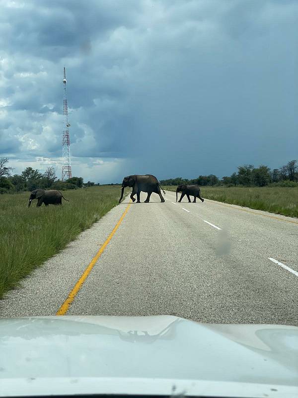 Lovkyně Michaela Fialová navštívila v zimě safari v Botswaně.