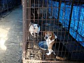 Uzavření největších psích jatek v Jižní Koreji