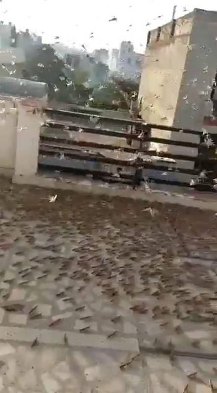 Město Džajpur, metropoli indického státu Rádžasthán, zaplavila sarančata. Jejich množství je nebývalé
