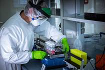 Pracovník laboratoře připravuje kontrolní vzorky na testování na koronavirus.