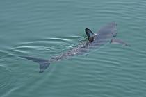 Poblíž Zakynthosu se objevil žralok mako. Řecký rybář si ho natočil na video. Ilustrační snímek