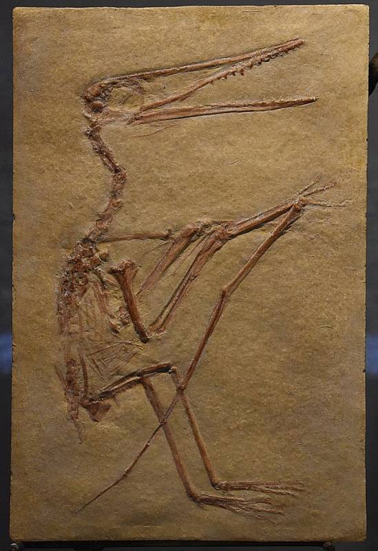 Pterodactylus kochi pocházející z období druhohorní jury