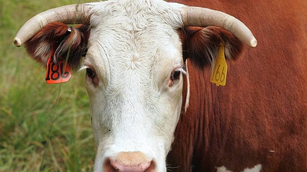 Nákaza BSE neboli nemocí šílených krav byla prokázána u pět a půl roku staré krávy v chovu Zemědělského družstva Roprachtice na Semilsku.
