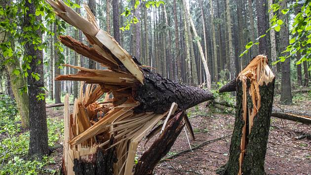 Strom zlomený po silné bouři. Ilustrační snímek