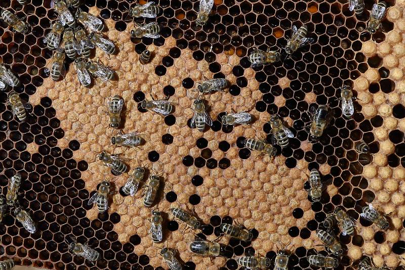 Z menších buněk se za 21 dní vylíhne včela dělnice. Denně matka naklade až 2000 vajíček, což je dvojnásobek její váhy.