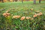 Co skrývají houbové čarokruhy? Portály k cizím světům, divoženky i vědecká fakta