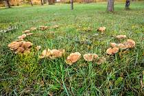 Houbový čarokruh v Anglii nazývají "fairy ring".