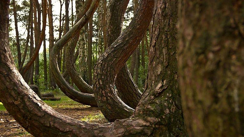 Křivý les v Polsku