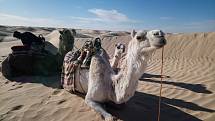 Světlí jednohrbí velbloudi zvaní mehari pocházejí z jižního Alžírska. Dnes se vyskytují na celé centrální Sahaře. Jsou vyšší a štíhlejší a používají se často k velbloudím závodům.