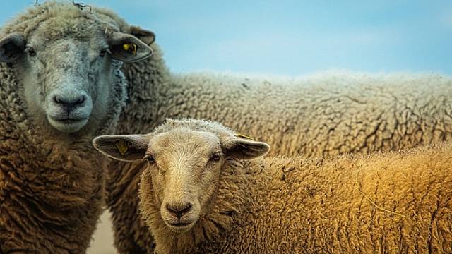 Ovce přenášely tularémii