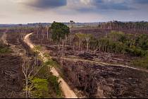 Amazonský prales likviduje nelegální těžba a vypalování