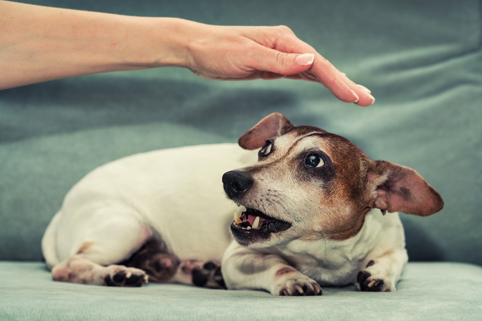 Co dělat když vás kousne vlastní pes?