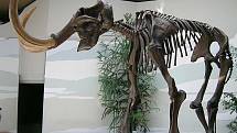 Kostra mamuta srstnatého. Poslední mamuti vyhynuli před čtyřmi tisíci let.