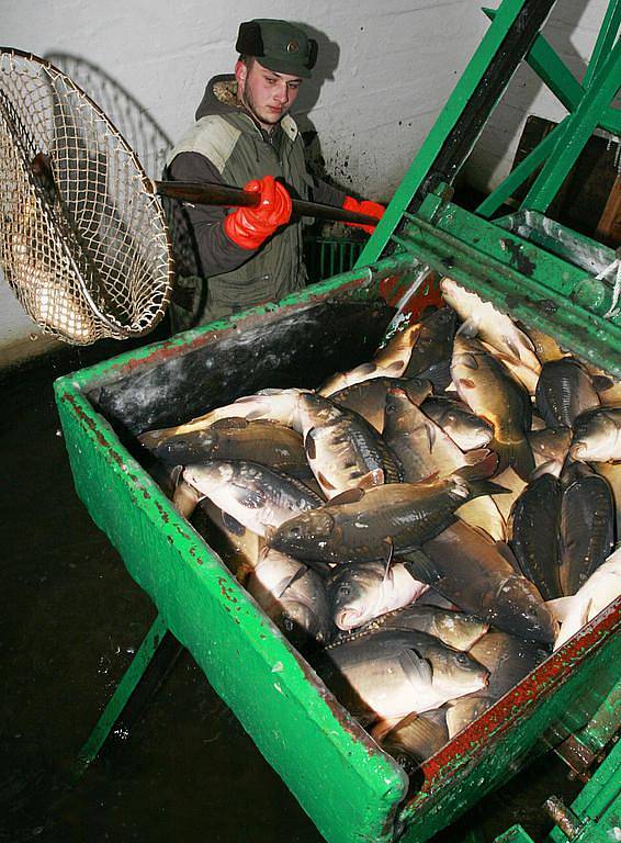 Desítky metráků ryb,převážně kaprů,míří každý den ze sádek Rybářství Třeboň do Evropy na vánoční trh,na snímku expedice kaprů ze sádek Šaloun v Lomnici nad Lužnicí.