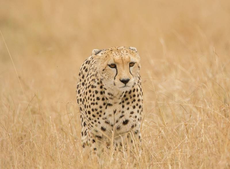 Gepardům pomáhá splynout s okolím při lovu jejich zbarvení.