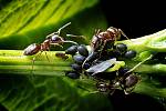 Soužití mravenců a mšic probíhá na principu směnného obchodu. Mšice poskytují mravencům potravu a ti se na oplátku starají o jejich bezpečí.