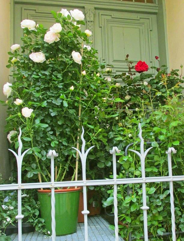 Balkon vám mohou ozdobit i červené a bílé růže.
