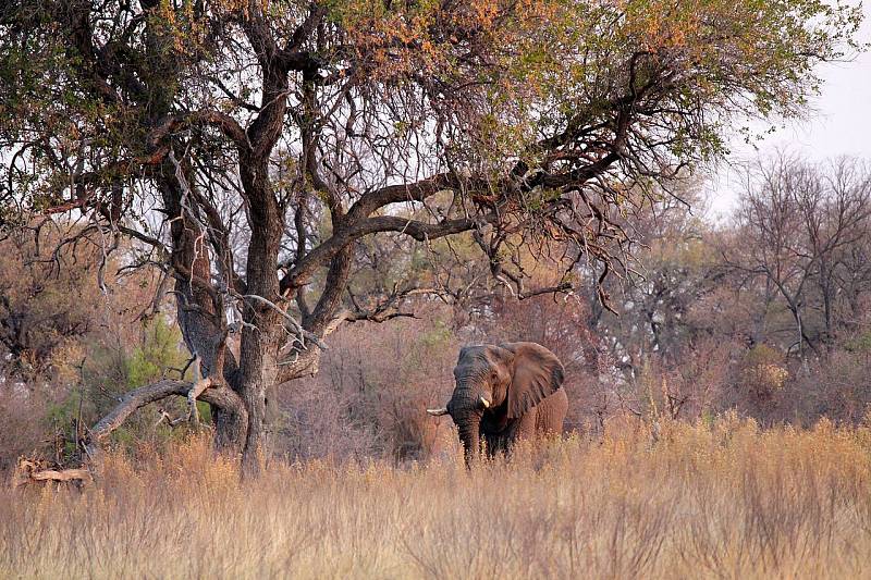 Slon v rezervaci Okavango Delta v jihoafrické Botswaně