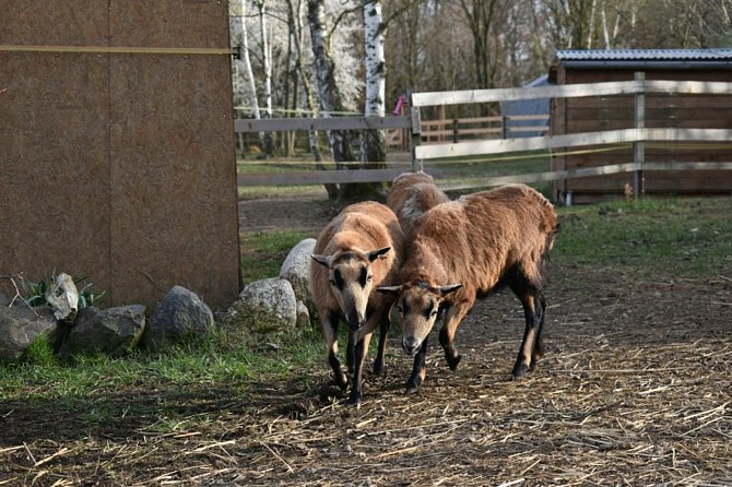 U českých chovatelů jsou kamerunské ovce v oblibě i jako živé sekačky