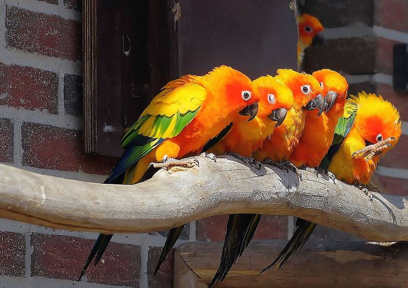 Papoušci září všemi barvami