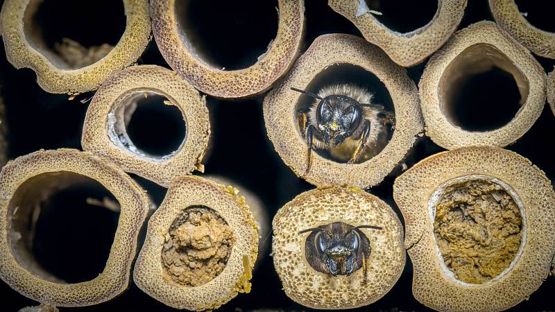 Včely samotářky.