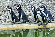 Tučňáci. Ilustrační foto