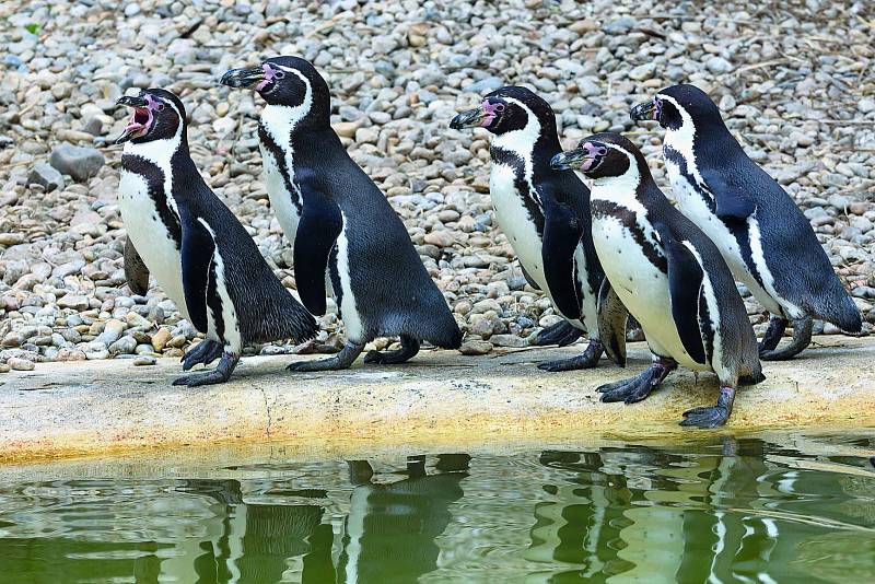 Plzeňská zoo je druhou nejstarší zoologickou zahradou v České republice. Nejpopulárnější atrakcí je výběh tučňáků Humboldtových, na jejichž krmení tradičně chodí davy lidí.