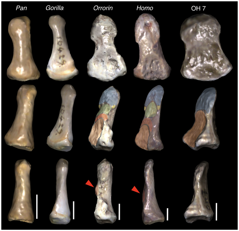 Srovnání koncových článků palců různých hominidů