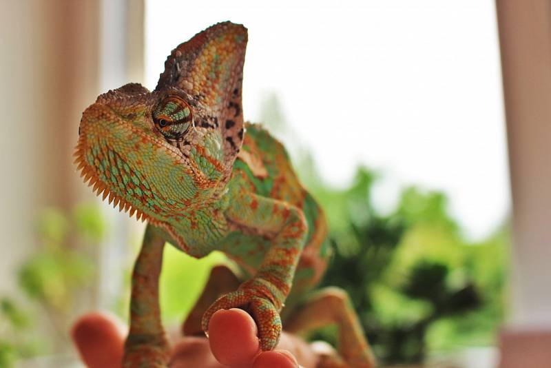 Chameleon dokáže změni barvu během pouhých tří vteřin.