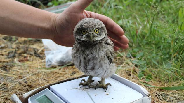 Jedno ze 74 mláďat sýčků, které letos ornitologové zaznamenali v severozápadních Čechách