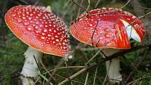 Muchomůrka červená patří k nejznámějším jedovatým houbám. Otravy s fatálními následky jsou ale vzácností.