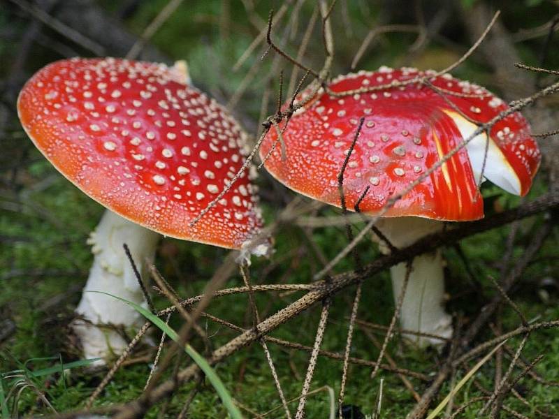 Muchomůrka červená patří k nejznámějším jedovatým houbám. Otravy s fatálními následky jsou ale vzácností.