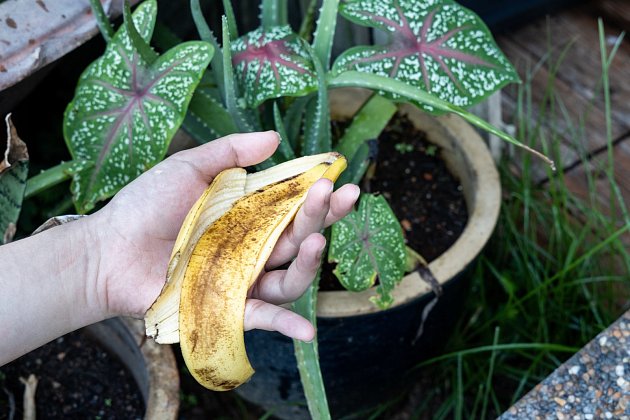 Než přidáte banánové slupky k rostlinám, měli byste je zkompostovat.