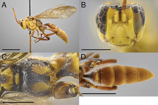 Nově objevený druh vosy má jasně žluté tělo a neobvykle velkou hlavu.