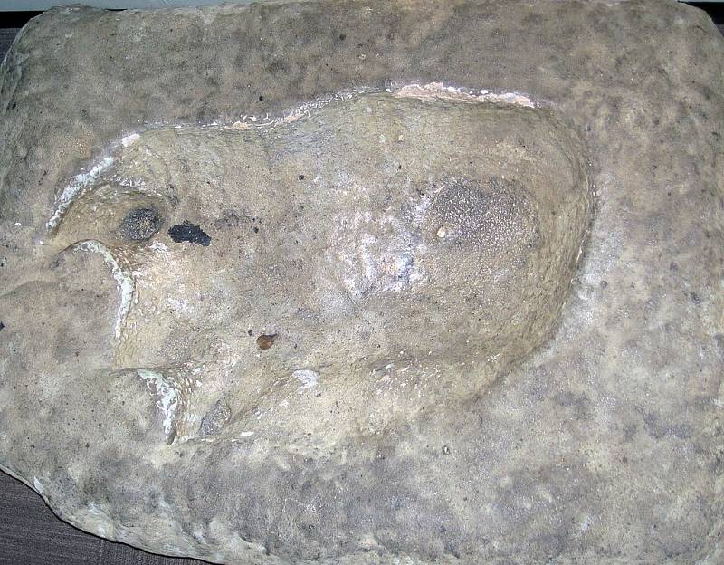 Reprodukce stopy sauropoda z Upperu