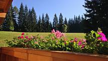 Zemina určená pro přesazování do květináčů má zadržovat vodu a současně i udržovat vzduch, aby kořeny rostlin byly dobře zásobeny kyslíkem.