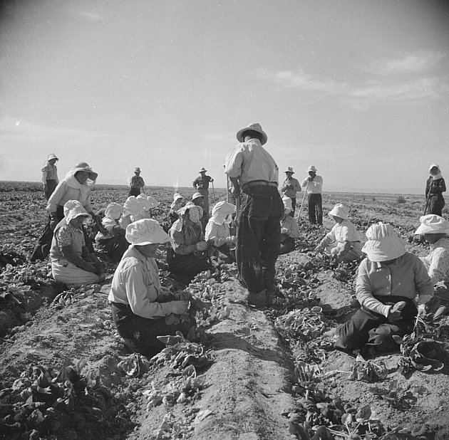 Japonští Američané držení za 2. světové války v internačních táborech se v nich velmi často živili zemědělstvím. Pracovali pod dohledem na polích zásobujících táborové kuchyně, za minimální mzdu.
