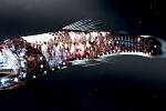 Drobá hejnová rybka hlubinovka, která každou noc migruje z hlubiny 1000 m do mělké vody a zpět