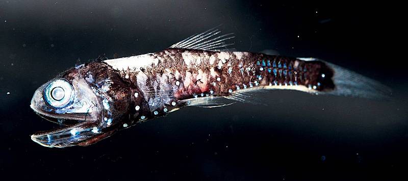 Drobá hejnová rybka hlubinovka, která každou noc migruje z hlubiny 1000 m do mělké vody a zpět