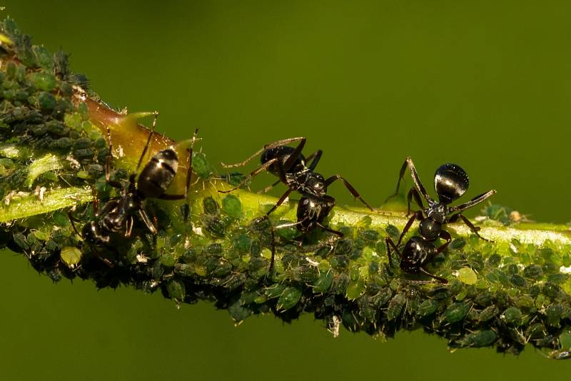 Soužití mravenců a mšic probíhá na principu směnného obchodu. Mšice poskytují mravencům potravu a ti se na oplátku starají o jejich bezpečí.