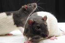 Laboratorní krysy. Ilustrační foto