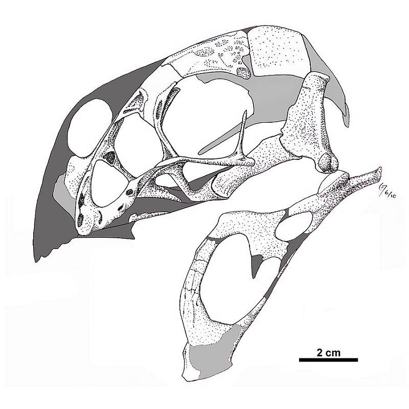 Rekonstrukce lebky oviraptora