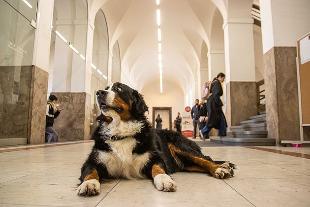 Pes, respektive fenka Snow,  pomáhala i po tragických událostech na  pražské Filozofické fakultě.