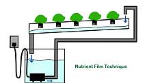 Místo půdy dodává hydroponickým rostlinám živiny voda.