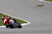 Čestné uznání získal i fotoreportér Deníku Martin Divíšek za fotografii nazvanou Srnka přebíhá trať závodu Grand Prix Brno.