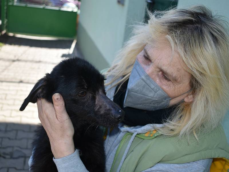 Fenka Nelinka, která byla nalezena na Klatovsku ve velmi zuboženém stavu, s čumáčkem přelepeným izolační páskou, se zotavuje v klatovském útulku v péči Miloslavy Šeflové.