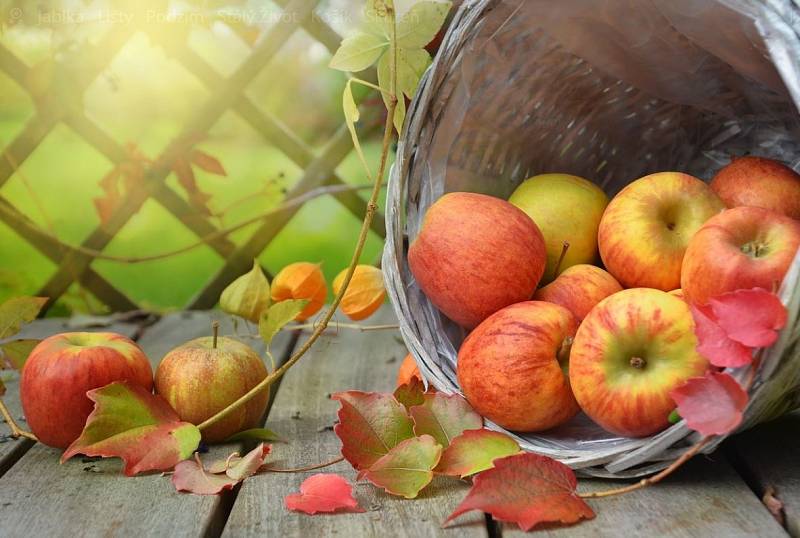 Jablka vylepší naše trávení, posílí imunitu i povzbudí náladu